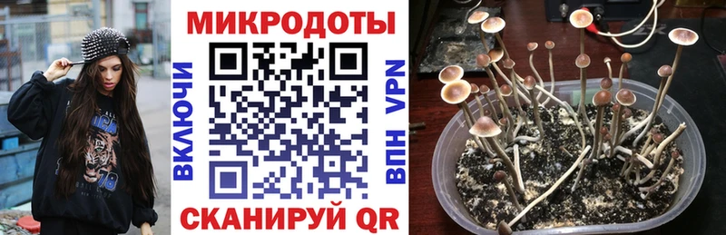 Псилоцибиновые грибы Psilocybe Дальнегорск